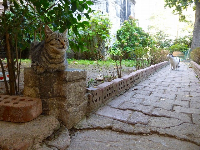 イスタンブール猫